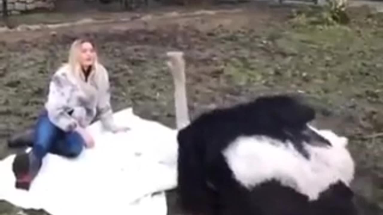 How to tame an ostrich