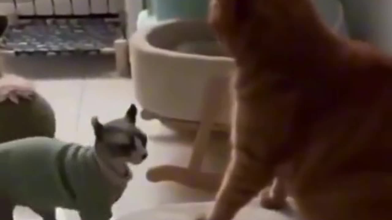 Dog and cat fight