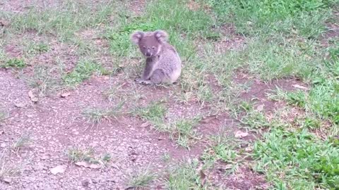 Koala baby rescue