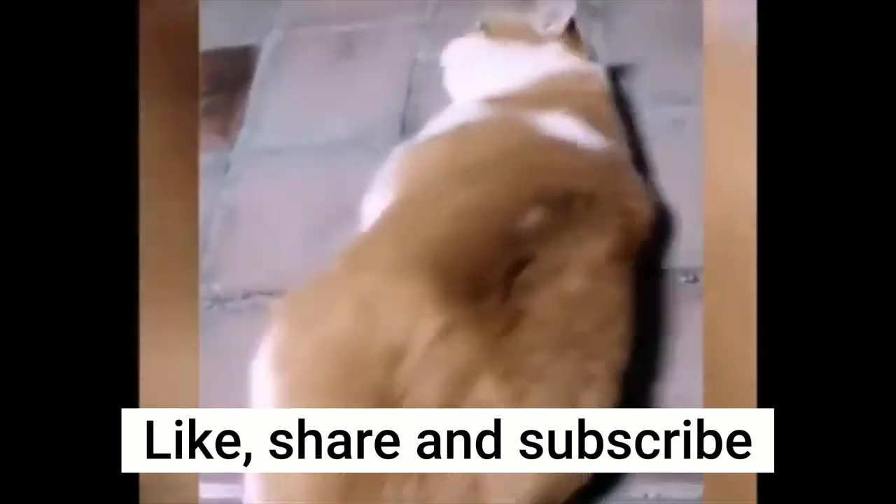 FUNNY ANIMAL VIDEOS