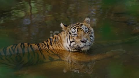 TIGER seeing