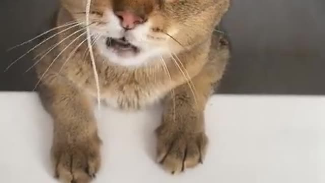 Cat angry sound