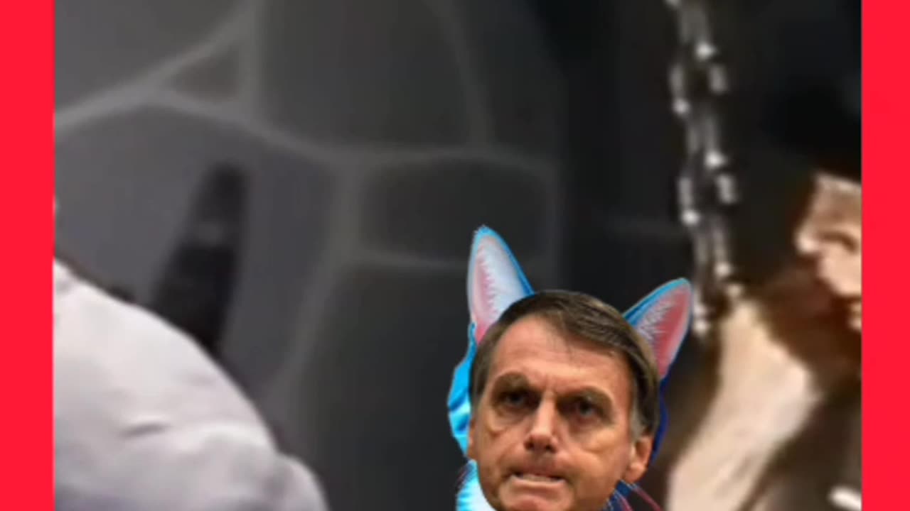 BRUXA DO 71 RECONHECEU BOLSONARO