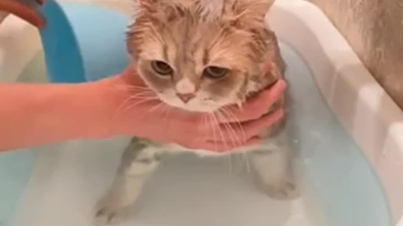 Cat take a bath