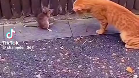 Funny cat and mouse battle