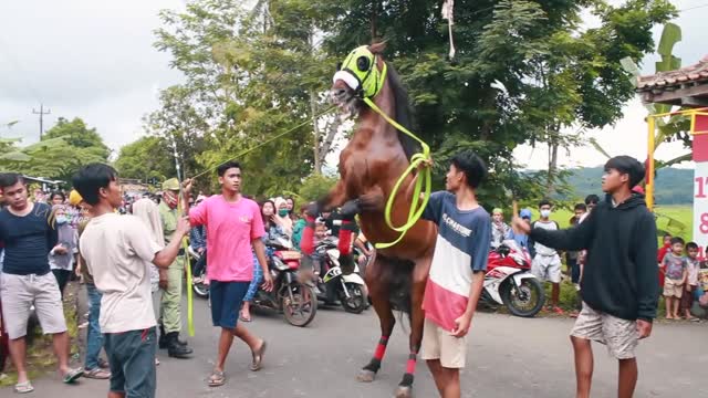 HORSE ATTRACTION, TAME HORSE