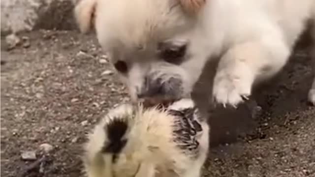 playing dog Feeling Love Funny Dog Videos 2021 HD videos | we love dogs - 44