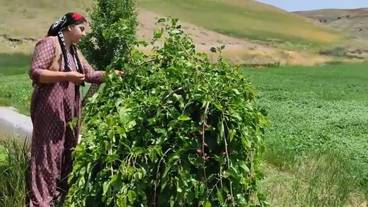 Kurdish cooking|village life in Kurdistan