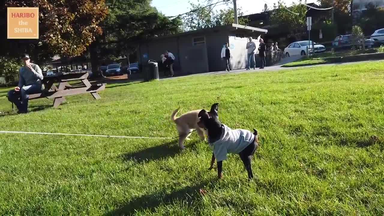 Shiba Inu from Puppy to Adult (8 weeks to 1 year)