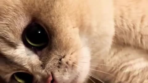 Animal funny video #viral