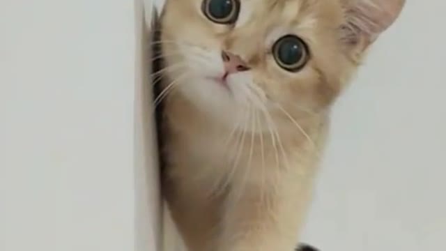 Funny moments cats