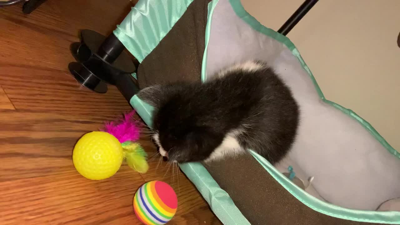 Baby kitties play day