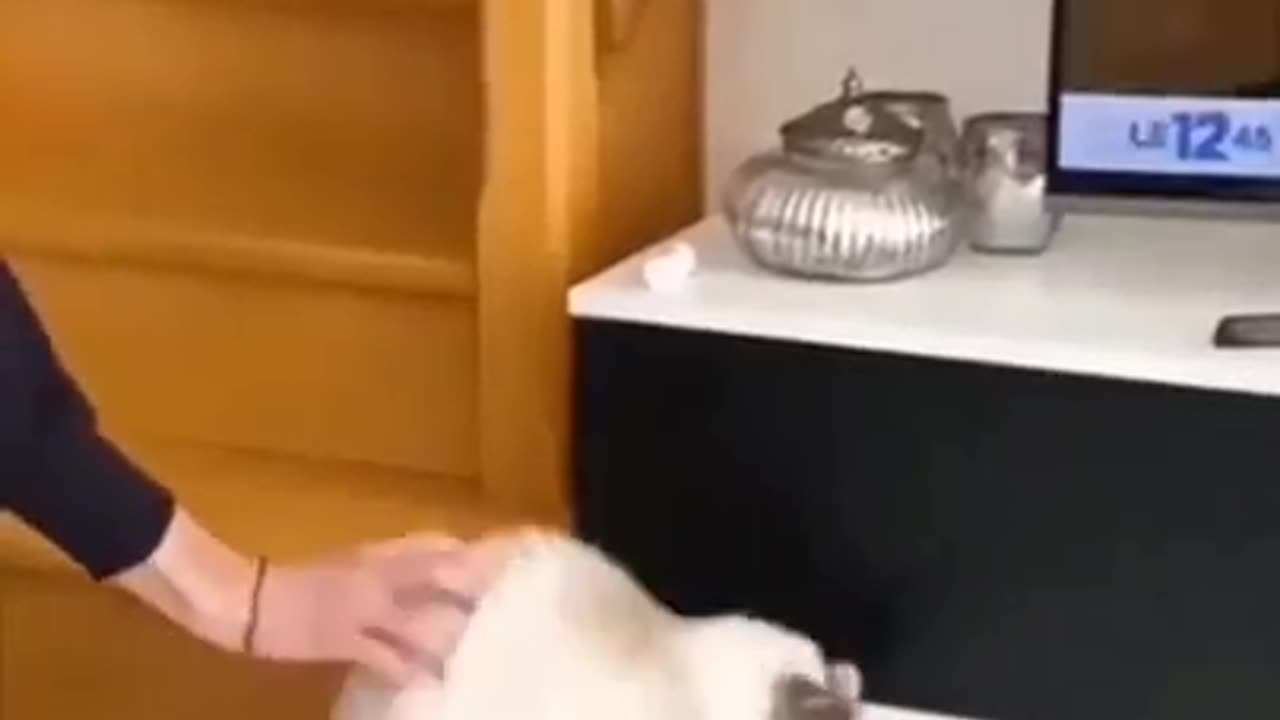Funny animals compilation