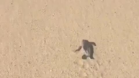 Go Go Go You Can Do it #shorts #viral #shortsvideo #video