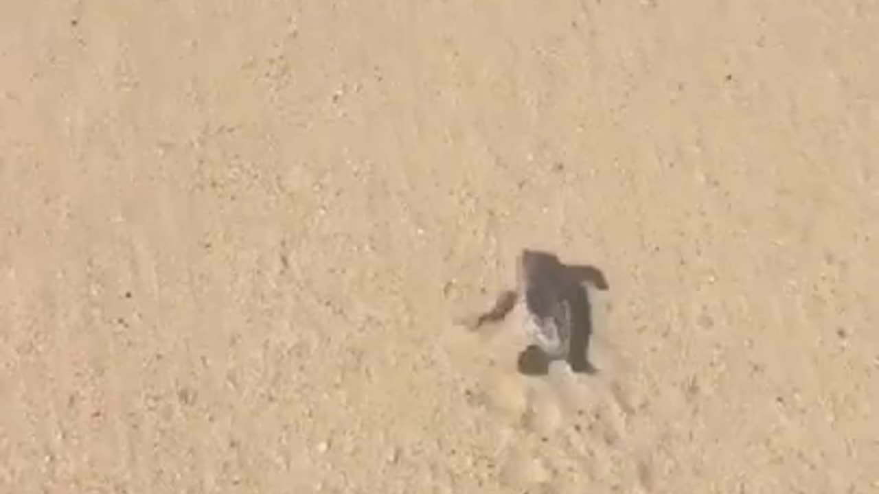 Go Go Go You Can Do it #shorts #viral #shortsvideo #video