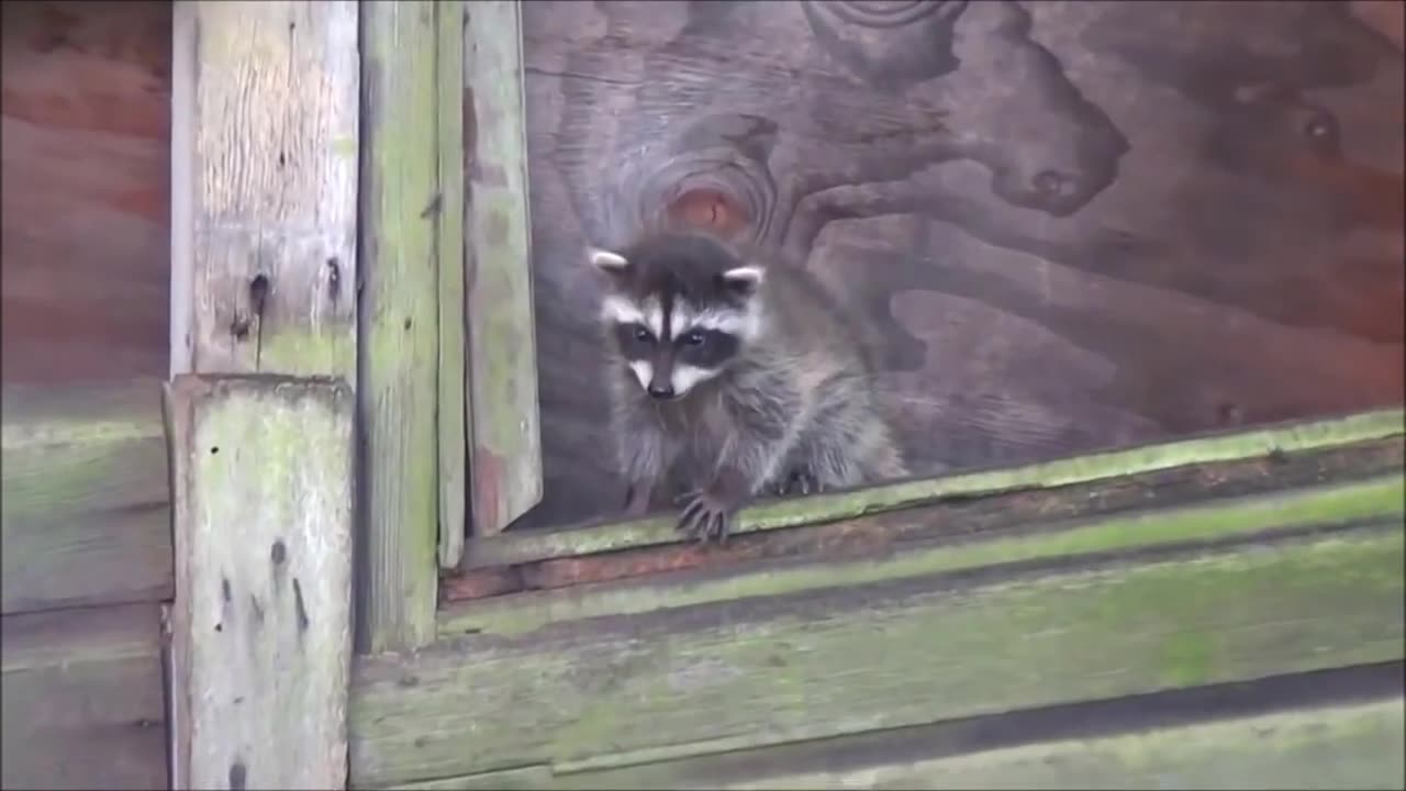 Baby Racoon Fun