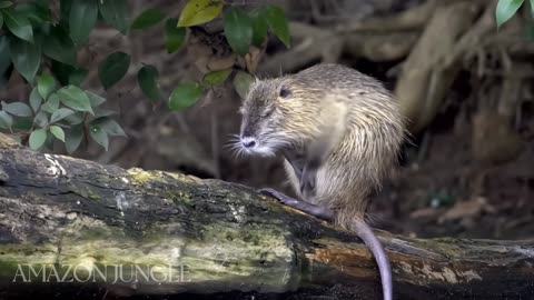 Amazon Coypu