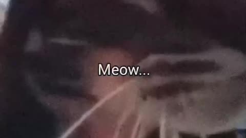 Meoowwww..