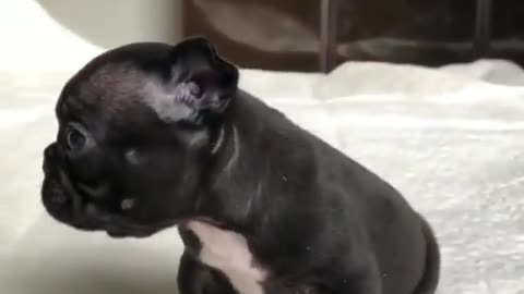 Funny Animal video