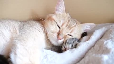 Mother cat sleeps surrounded by baby kittens