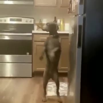 Dog walks in kitchen