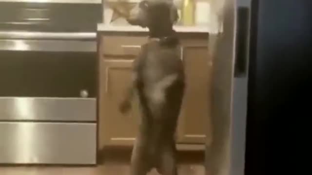 Dog walks in kitchen