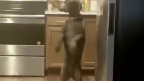 Dog walks in kitchen