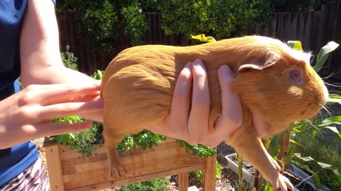 Brushing the guinea pigs