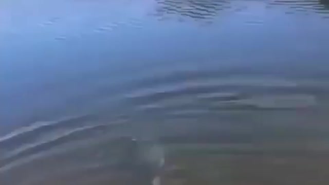 This is a beautiful and charming water-dwelling species