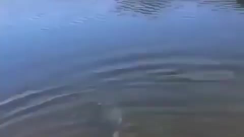 This is a beautiful and charming water-dwelling species