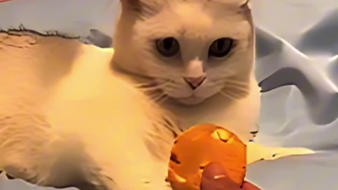 A cat got surprised after his friend gone π₯Ίπ #shorts || FUNCREAT
