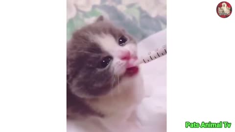 Baby Cat ❤ Cute and Funny Cat Videos Compilation