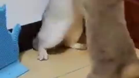 Cute cats funny videos cats fighting