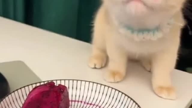 Kitty eats fruit