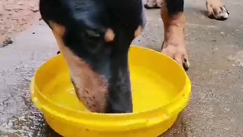 play with little black pinky