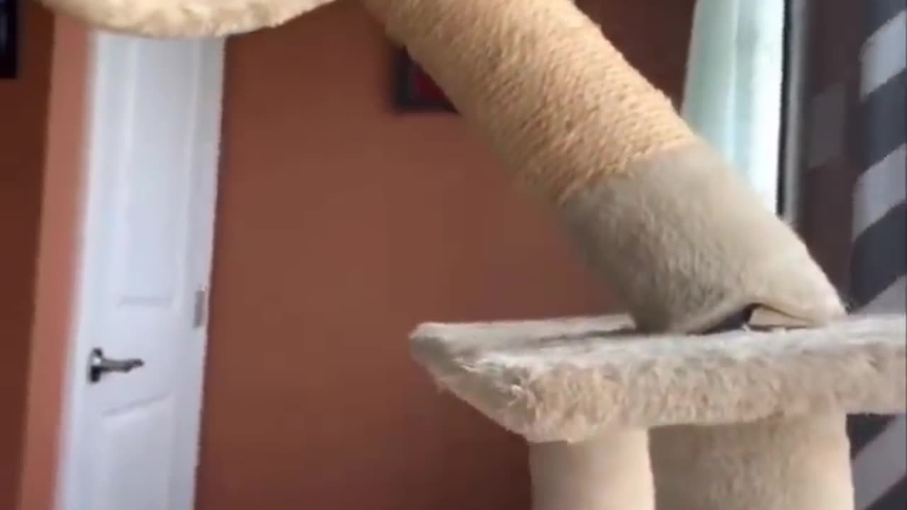 new Funniest animals 2023 π Best funny cats and dogs πΊπΆ