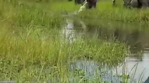 15 Times Crocodiles And Alligators Messed With The Wrong Opponent.
