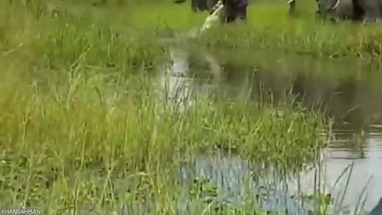 15 Times Crocodiles And Alligators Messed With The Wrong Opponent.
