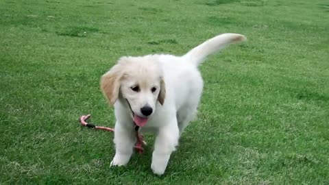 Dog and Puppy play with together