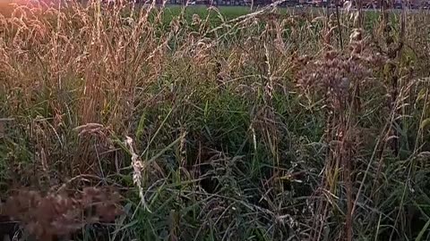 Its good to be outside, enjoy nature walk, plants green land, animals, fresh air relax, right :)