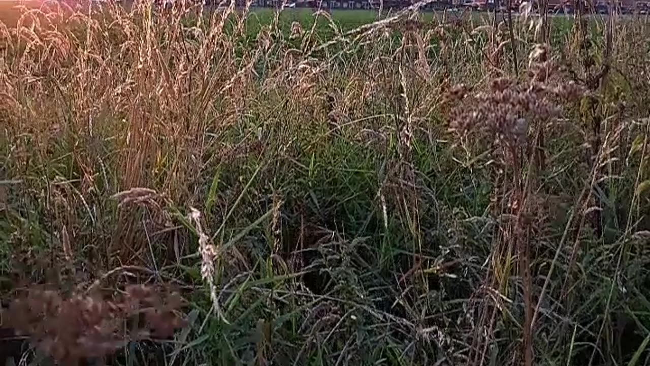 Its good to be outside, enjoy nature walk, plants green land, animals, fresh air relax, right :)