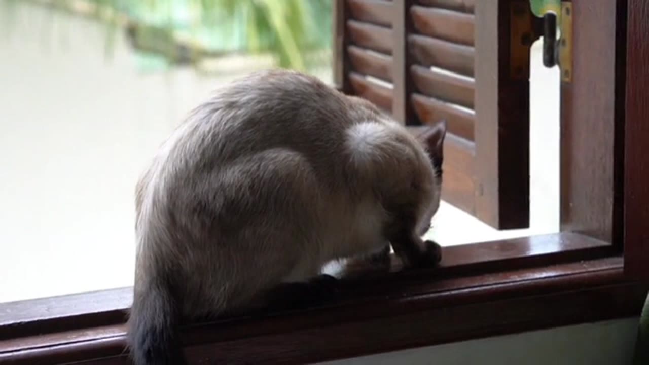 Cat luking outdoor on window | cat funny videos