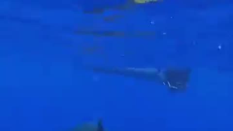Save shark 🦈