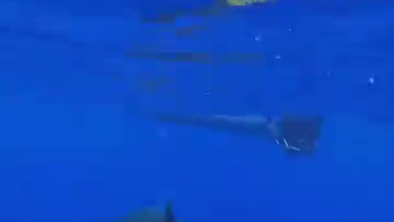 Save shark 🦈