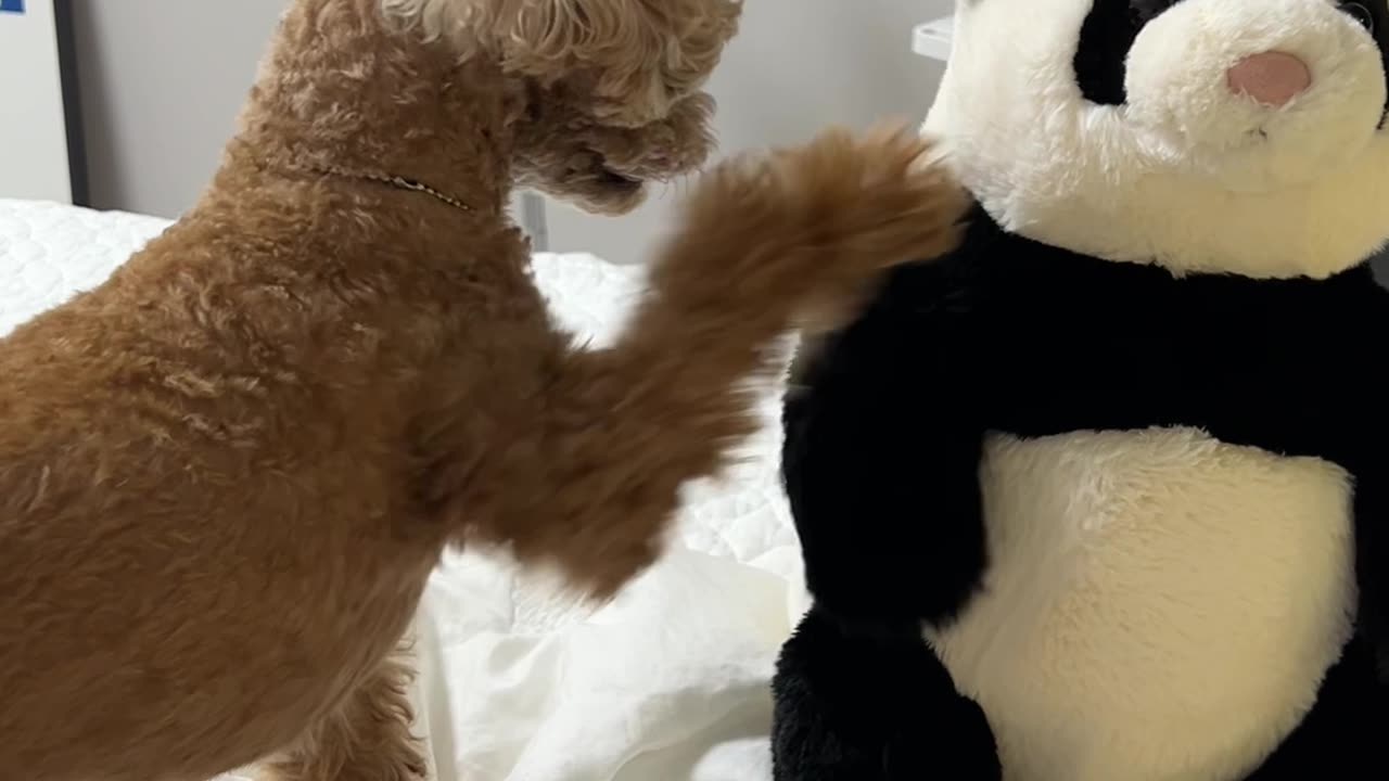 a playful puppy and a panda bear