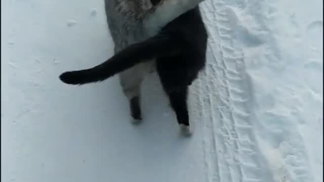 Friendship is keeping each other warm, super cute for us, it's the mode of happy survival