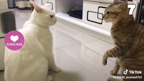 These Cats Can Speak English Better Than Hooman 😸 Funny Cats Compilation