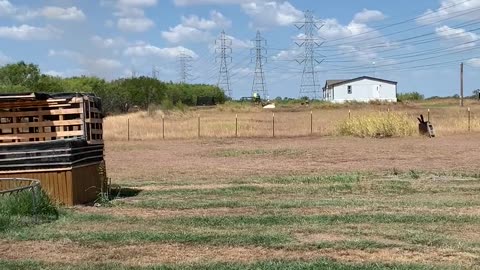 Dust Devil Picks Up Pool