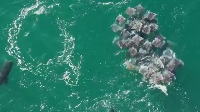 Unbelievable footage of orcas predating on a school of mobile rays ||killer whale ocean view sea