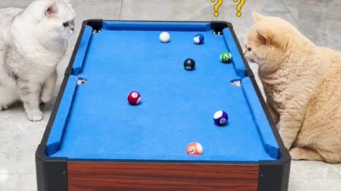 Funny cat durty cat short video
